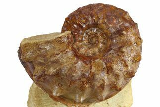 Cretaceous Ammonite (Schloenbachia) Fossil - Kazakhstan #262692