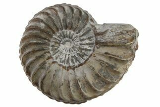 Pliensbachian Ammonite (Amaltheus) Fossil - Germany #262704