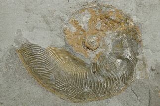 Fossil Ammonite (Hildoceras) - Posidonia Shale, Germany #262687