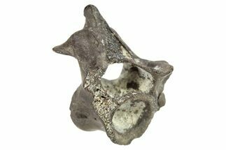 Permian Reptile Fossil Vertebra - Oklahoma #261412