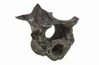Permian Reptile Fossil Vertebra - Oklahoma #261417