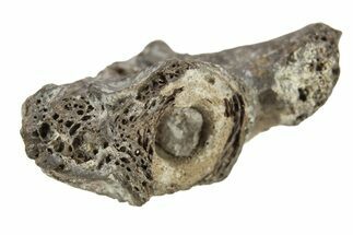Permian Reptile Fossil Vertebra - Oklahoma #261418