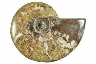 Polished Cretaceous Ammonite (Cleoniceras) Fossil - Madagascar #262121