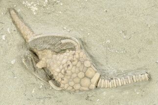 Fossil Crinoid (Macrocrinus) - Crawfordsville, Indiana #263074