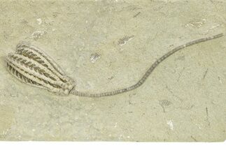 Fossil Crinoid (Histocrinus) - Monroe County, Indiana #263083