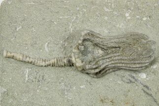 Fossil Crinoid (Platycrinites) - Crawfordsville, Indiana #263092