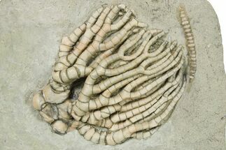 Fossil Crinoid (Cyathocrinities) - Crawfordsville, Indiana #263094