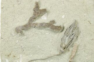 Fossil Crinoid (Parisocrinus) With Bryozoan - Indiana #263100