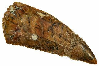 Bargain, Raptor Tooth - Real Dinosaur Tooth #261086
