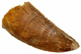 Serrated, Raptor Tooth - Real Dinosaur Tooth #261098