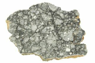 Polished Apollo Lunar Meteorite Slice ( g) - Gadamis #263241