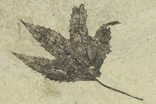 Beautiful Fossil Sycamore (Macginitiea) Leaf - Utah #263318