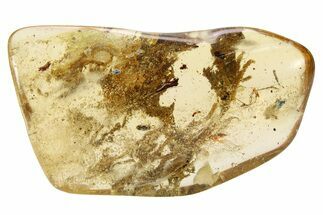 Polished Colombian Copal ( g) - Contains Insects & Plants! #263345