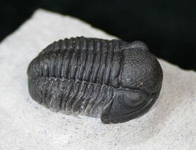 Nice Gerastos Trilobite Fossil #15392