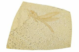 Fossil Dragonfly (Tharsophlebia) - Solnhofen Limestone #263446