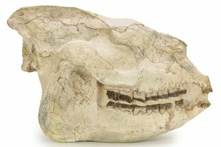 Fossil Running Rhino (Hyracodon) Skull - South Dakota #263480