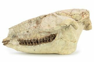 Fossil Horse (Mesohippus) Skull - South Dakota #263484