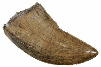 Serrated, Tyrannosaur (Nanotyrannus?) Tooth - Montana #263348