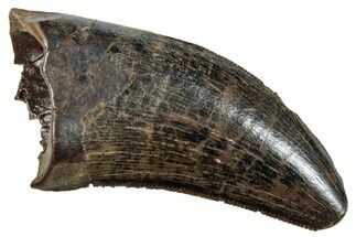 Serrated, Tyrannosaur (Nanotyrannus?) Tooth - Montana #263349