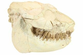Fossil Oreodont (Leptauchenia) Skull - South Dakota #263493