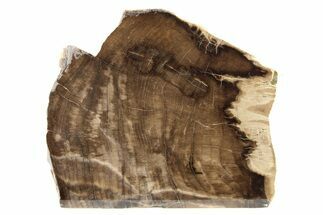 Polished, Petrified Wood (Metasequoia) Stand Up - Oregon #263489