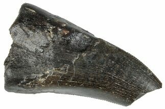 Serrated Tyrannosaur Tooth - Two Medicine Formation #263780