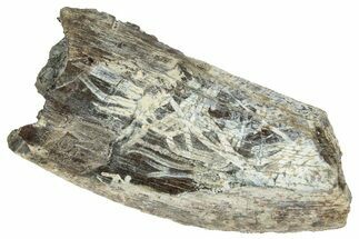 Serrated Tyrannosaur Tooth - Two Medicine Formation #263786