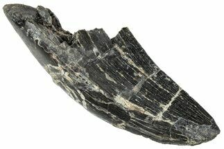 Serrated Tyrannosaur Tooth - Two Medicine Formation #263787