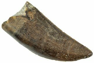 Gorgeous, Serrated Tyrannosaur Tooth - Two Medicine Formation #263794