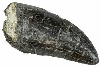 Serrated Tyrannosaur Tooth - Two Medicine Formation #263800