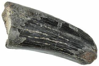 Serrated Tyrannosaur Tooth - Two Medicine Formation #263806