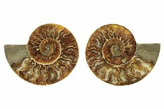 Cut & Polished, Agatized Ammonite Fossil - Madagascar #263299