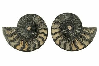 Cut & Polished Ammonite Fossil - Unusual Black Color #263316