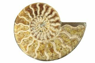 Cut & Polished Ammonite Fossil (Half) - Madagascar #263632
