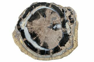 Petrified Wood (Schinoxylon) Round - Blue Forest, Wyoming #263953