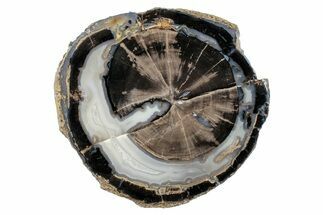 Petrified Wood (Schinoxylon) Round - Blue Forest, Wyoming #263971