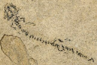 Permian Amphibian (Branchiosaur) Fossil - Germany #264217