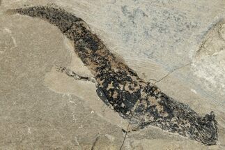 Permian Amphibian (Sclerocephalus) Fossil - Germany #264227