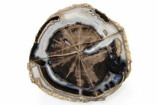 Petrified Wood (Schinoxylon) Round - Blue Forest, Wyoming #263928