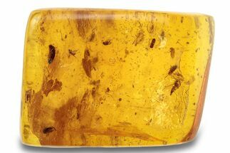 Polished Colombian Copal ( g) - Contains Spider Webs! #264353