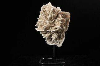 Selenite Desert Rose on Stand - Chihuahua, Mexico #264519