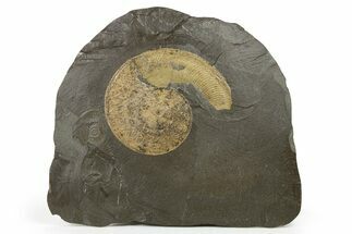 Jurassic Ammonite (Lytoceras) Fossil - Posidonia Shale, Germany #264532