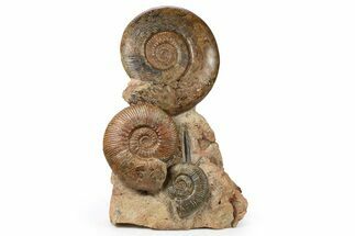 Tall, Jurassic Ammonite (Hammatoceras) Display - France #264579