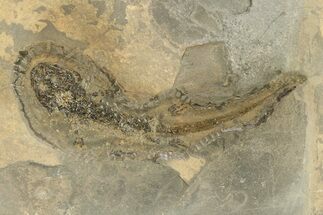 Permian Amphibian (Sclerocephalus) Fossil - Germany #264548