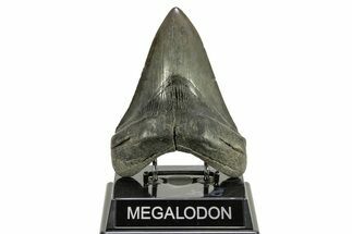 Fossil Megalodon Tooth - South Carolina River Meg #264541