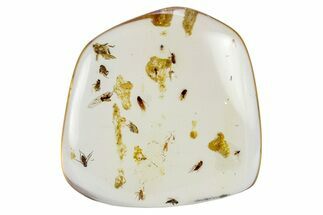 Polished Colombian Copal ( g) - Contains Cockroach! #264166