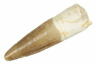 Real Fossil Spinosaurus Tooth - Beautiful Preservation #264825