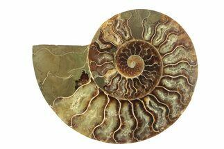 Cut & Polished Ammonite Fossil (Half) - Madagascar #264790