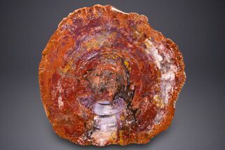 Stunning Arizona Petrified Rainbow Wood Table #264871