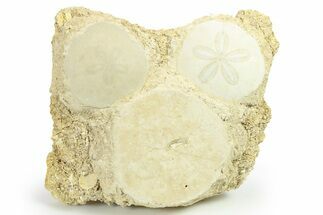 Three Fossil Sand Dollars (Scutella) - France #264723